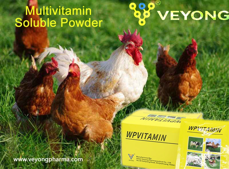 Poultry Booster Powder Broiler Feed Broiler Premix Price Wholesale Poultry Feed Premix From China Factories